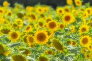 Sunflowers, Alpes de Haute Provence, Provence, France, Europe Sunflowers, Alpes de Haute Provence, Provence, France, Europe