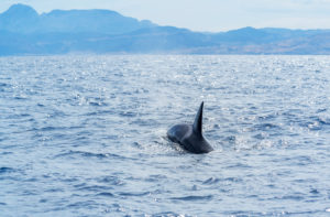 Killer Whales (Orcinus orca) swimming in the strait of Gibraltar, Andalusia, Spain, Europe Killer Whales (Orcinus orca) swimming in the strait of Gibraltar, Andalusia, Spain, Europe