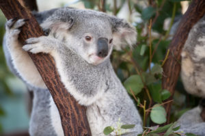 Koala (Phascolarctos Cinereous), Brisbane, Queensland, Australia Koala (Phascolarctos Cinereous), Brisbane, Queensland, Australia