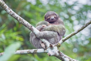 Three-toed sloth (Bradypus variegatus) sitting on a tree, Costa Rica, Central America Three-toed sloth (Bradypus variegatus) sitting on a tree, Costa Rica, Central America