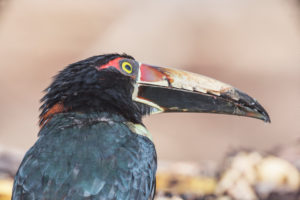 Collared Aracari (Pteroglossus torquatus), Costa Rica, Central America Collared Aracari (Pteroglossus torquatus), Costa Rica, Central America