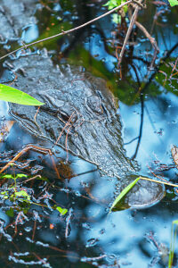 American alligator (Alligator mississipiensis), submerging, Sanibel Island, J.N. Ding Darling National Wildlife Refuge, Florida, USA