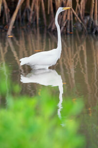 Great white egret (Ardea alba) looking for food, Sanibel Island, J.N. Ding Darling National Wildlife Refuge, Florida, USA