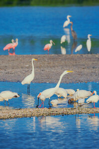 Group of Great white egrets (Ardea alba) and Roseate Spoonbills (Platalea ajaja) fishing, Sanibel Island, J.N. Ding Darling National Wildlife Refuge, Florida, USA