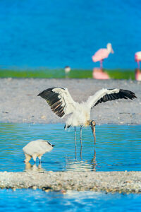 Wood Stork (Mycteria Americana) and Roseate Spoonbills (Platalea ajaja) fishing, Sanibel Island, J.N. Ding Darling National Wildlife Refuge, Florida, USA