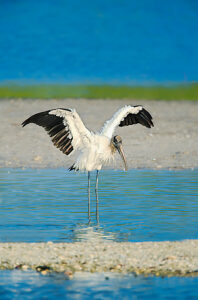 Wood Stork (Mycteria Americana) spreading Wings, Sanibel Island, JN Ding Darling National Wildlife Refuge, Florida, USA 