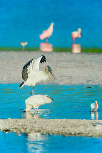 Wood Stork (Mycteria Americana) and Roseate Spoonbills (Platalea ajaja) fishing, Sanibel Island, J.N. Ding Darling National Wildlife Refuge, Florida, USA