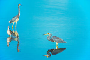 Tricolored herons (Egretta tricolor) looking for food, Sanibel Island, J.N. Ding Darling National Wildlife Refuge, Florida, USA
