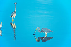 Tricolored herons (Egretta tricolor) looking for food, Sanibel Island, J.N. Ding Darling National Wildlife Refuge, Florida, USA