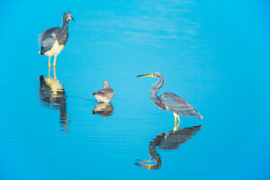 Tricolored herons (Egretta tricolor) looking for food, Sanibel Island, J.N. Ding Darling National Wildlife Refuge, Florida, USA