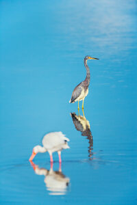 American white ibis (Eudocimus albus) and Tricolored heron (Egretta tricolor) looking for food, Sanibel Island, J.N. Ding Darling National Wildlife Refuge, Florida, USA