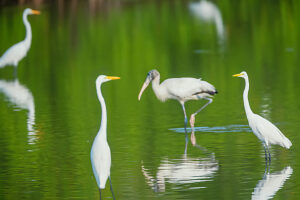 Great white egrets (Ardea alba) and Wood Stork (Mycteria Americana) fishing, Sanibel Island, J.N. Ding Darling National Wildlife Refuge, Florida, USA