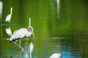 Great white egrets (Ardea alba) and Wood Stork (Mycteria Americana) fishing, Sanibel Island, J.N. Ding Darling National Wildlife Refuge, Florida, USA