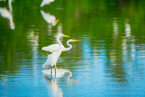 Great white egrets (Ardea alba) looking for food, Sanibel Island, J.N. Ding Darling National Wildlife Refuge, Florida, USA