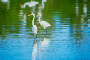 Great white egrets (Ardea alba) looking for food in a pond, Sanibel Island, J.N. Ding Darling National Wildlife Refuge, Florida, USA