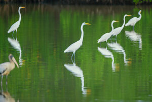Great white egrets (Ardea alba) looking for food in a pond, Sanibel Island, J.N. Ding Darling National Wildlife Refuge, Florida, USA