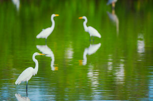 Great white egrets (Ardea alba) looking for food in a pond, Sanibel Island, J.N. Ding Darling National Wildlife Refuge, Florida, USA
