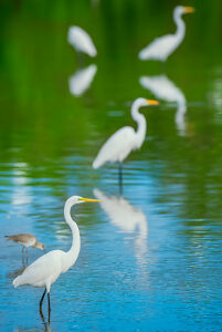 Great white egrets (Ardea alba) looking for food in a pond, Sanibel Island, J.N. Ding Darling National Wildlife Refuge, Florida, USA