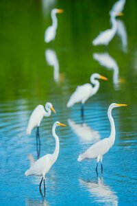 Great white egrets (Ardea alba) looking for food in a pond, Sanibel Island, J.N. Ding Darling National Wildlife Refuge, Florida, USA