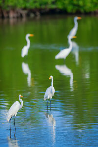 Great white egrets (Ardea alba) looking for food in a pond, Sanibel Island, J.N. Ding Darling National Wildlife Refuge, Florida, USA