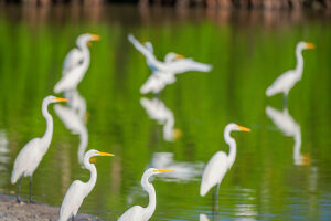 Great white egrets (Ardea alba) looking for food in a pond, Sanibel Island, J.N. Ding Darling National Wildlife Refuge, Florida, USA