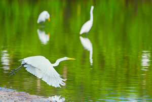 Great white egret (Ardea alba) in flight, Sanibel Island, J.N. Ding Darling National Wildlife Refuge Florida, USA