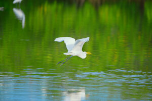 Great white egret (Ardea alba) in flight, Sanibel Island, J.N. Ding Darling National Wildlife Refuge, Florida, USA