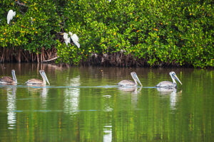 Group of Brown pelicans (Pelecanus occidentalis) fishing, Sanibel Island, J.N. Ding Darling National Wildlife Refuge, Florida, USA
