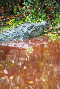 American alligator (Alligator mississipiensis), Sanibel Island, J.N. Ding Darling National Wildlife Refuge, Florida, USA