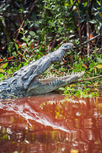 American alligator (Alligator mississipiensis), opening its jaws, Sanibel Island, J.N. Ding Darling National Wildlife Refuge, Florida, USA