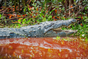 American alligator (Alligator mississipiensis), opening its jaws, Sanibel Island, J.N. Ding Darling National Wildlife Refuge, Florida, USA