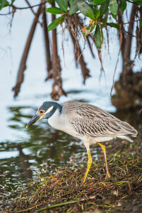 Yellow-crowned Night Heron (Nyctanassa violacea) looking for food, Sanibel Island, J.N. Ding Darling National Wildlife Refuge, Florida, USA