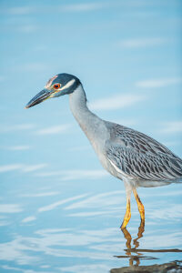 Yellow-crowned Night Heron (Nyctanassa violacea) looking for food, Sanibel Island, J.N. Ding Darling National Wildlife Refuge, Florida, USA