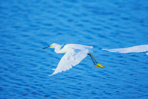 Snowy Egret (Egretta thula) in flight, Sanibel Island, J.N. Ding Darling National Wildlife Refuge Florida, USA