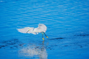 Snowy Egret (Egretta thula) starting flight, Sanibel Island, J.N. Ding Darling National Wildlife Refuge Florida, USA