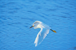 Snowy Egret (Egretta thula) in flight, Sanibel Island, J.N. Ding Darling National Wildlife Refuge, Florida, USA
