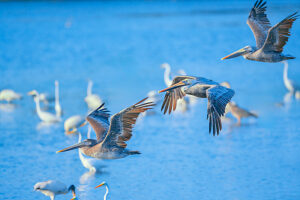 Brown pelicans (Pelecanus occidentalis) in flight, Sanibel Island, J.N. Ding Darling National Wildlife Refuge Florida, USA