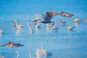 Brown pelicans (Pelecanus occidentalis) in flight, Sanibel Island, J.N. Ding Darling National Wildlife Refuge Florida, USA