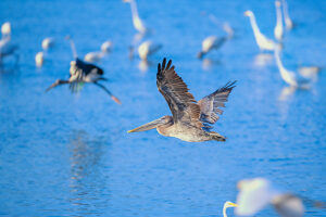 Brown pelican (Pelecanus occidentalis) in flight, Sanibel Island, J.N. Ding Darling National Wildlife Refuge Florida, USA
