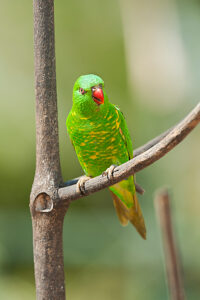 Scaly-breasted lorikeet (Trichoglossus chlorolepidotus) Lone Pine Koala Sanctuary, Brisbane, Queensland, Australia 