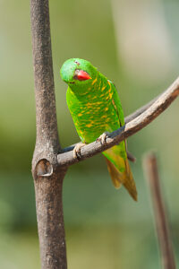 Scaly-breasted lorikeet (Trichoglossus chlorolepidotus) Lone Pine Koala Sanctuary, Brisbane, Queensland, Australia 