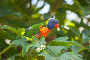 Rainbow Lorikeet, (Trichoglossus haematodus) Lone Pine Koala Sanctuary, Brisbane, Queensland, Australia 