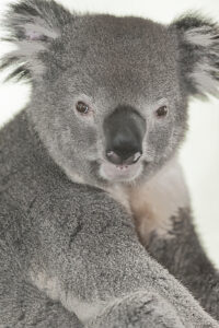 Koala (Phascolarctos Cinereous), Lone Pine Koala Sanctuary, Brisbane, Queensland, Australia 
