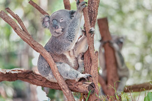 Koala (Phascolarctos Cinereous) sleeping on a tree, Lone Pine Koala Sanctuary, Brisbane, Queensland, Australia 