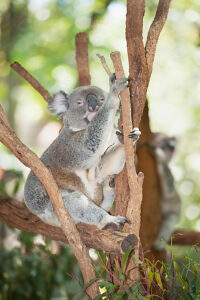 Koala (Phascolarctos Cinereous) sleeping on a tree, Lone Pine Koala Sanctuary, Brisbane, Queensland, Australia 