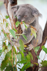 Koala (Phascolarctos Cinereous) eating leaves, Lone Pine Koala Sanctuary, Brisbane, Queensland, Australia 