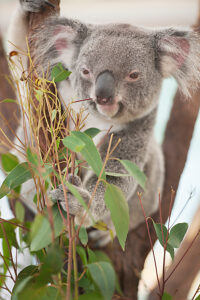Koala (Phascolarctos Cinereous) eating leaves, Lone Pine Koala Sanctuary, Brisbane, Queensland, Australia 