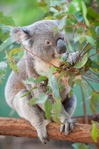 Koala (Phascolarctos Cinereous) eating leaves, Lone Pine Koala Sanctuary, Brisbane, Queensland, Australia 