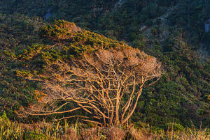 Tree shaped by strong winds, Paparoa National Park, South Island, New Zealand 