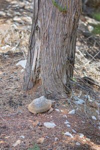 Common Tortoise (Testudo graeca) moving into the wood, Panormitis, Symi Island, Dodecanese Islands, Greece Common Tortoise (Testudo graeca) moving into the wood, Panormitis, Symi Island, Dodecanese Islands, Greece